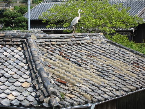 西福寺6