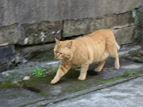 西福寺11