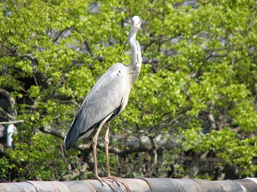 西福寺15