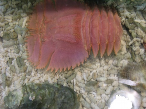 西海橋物産館5