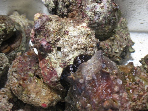 西海橋物産館8