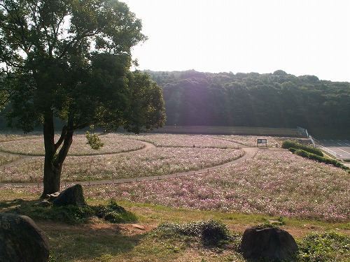 展開峰展望公園16