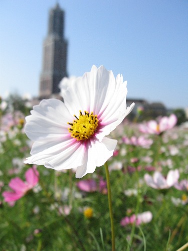 秋桜11
