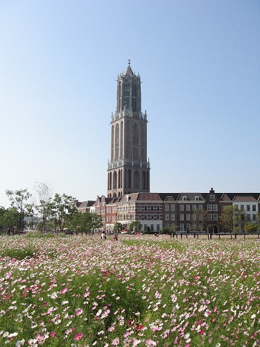 秋桜10