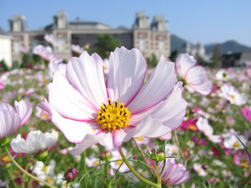 秋桜6