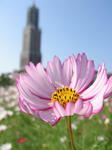 秋桜12