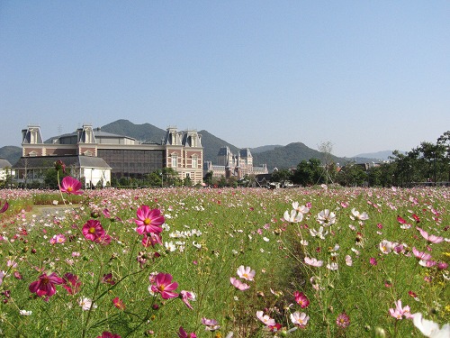 秋桜1