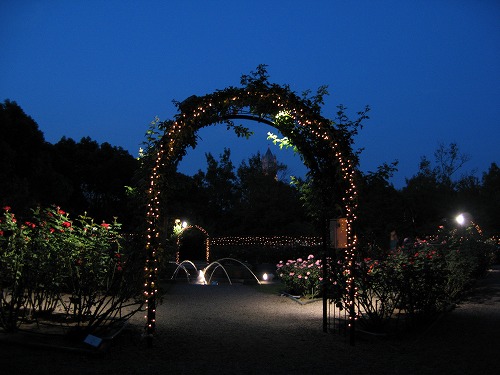夜薔薇7