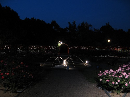 夜薔薇9