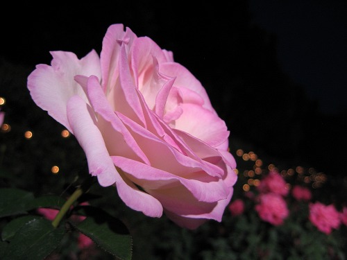 夜薔薇3