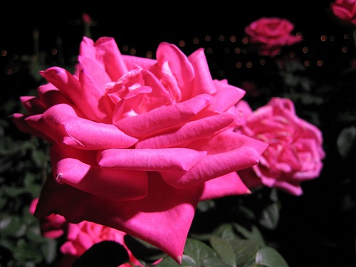 夜薔薇4