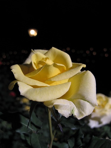 夜薔薇10