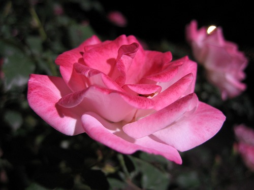 夜薔薇5