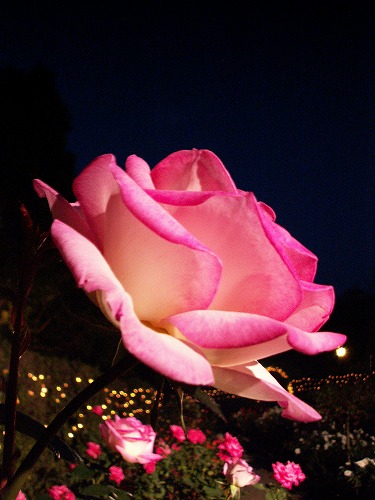 夜薔薇11