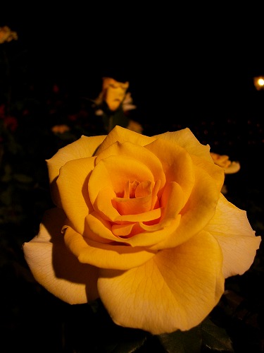 夜薔薇12