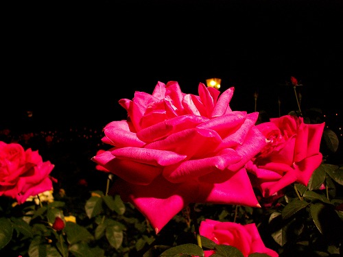 夜薔薇6
