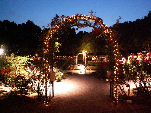 夜薔薇1
