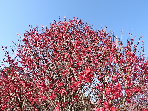 古野梅園15
