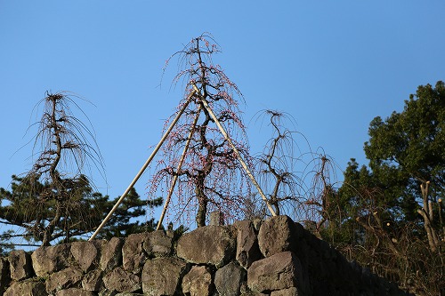古野梅園5