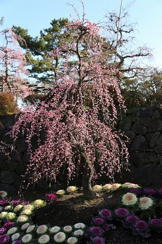 古野梅園27