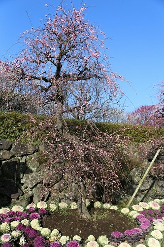 古野梅園26