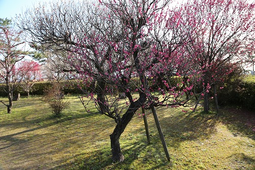 古野梅園2