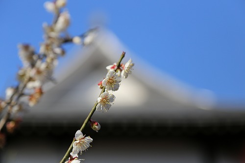古野梅園4