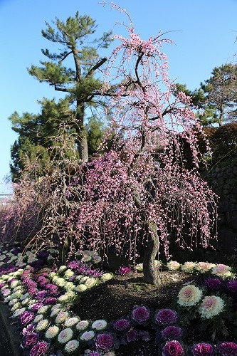 古野梅園25