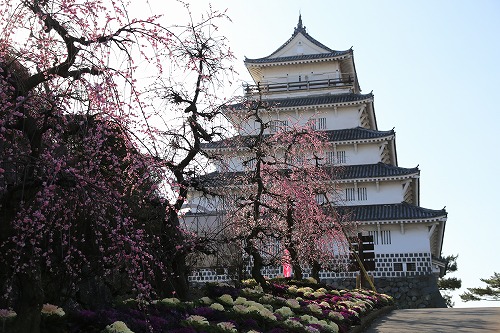 古野梅園7