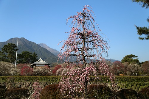 古野梅園8