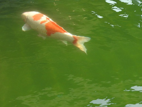 清流亭14