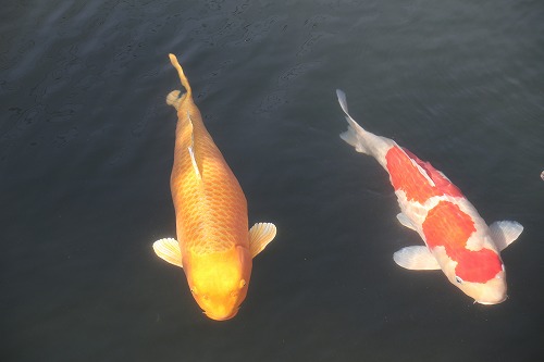 鯉の泳ぐまち8