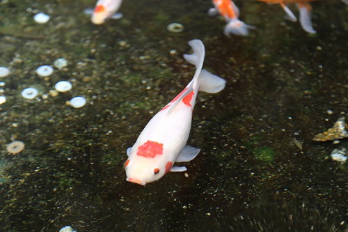鯉の泳ぐまち27