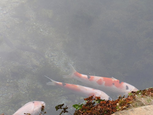しまばら水屋敷13