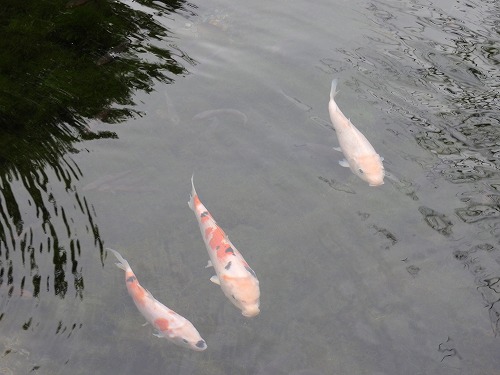 しまばら水屋敷23
