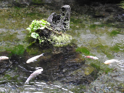 しまばら水屋敷24