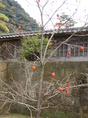柿とメジロ10