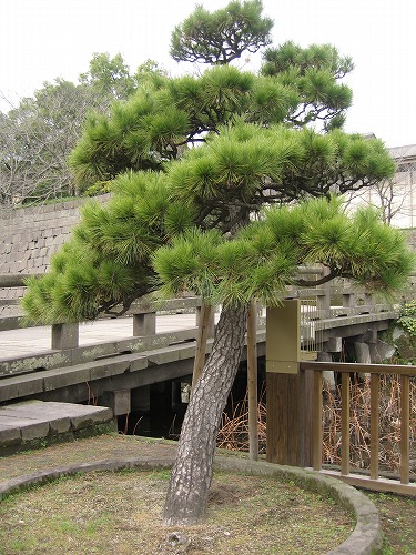 鶴丸城址20