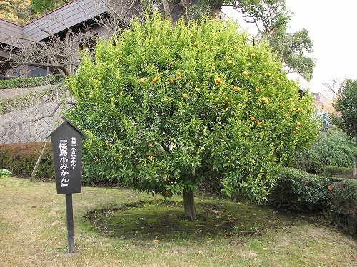 柑橘類1
