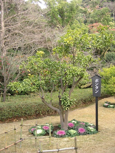 柑橘類7