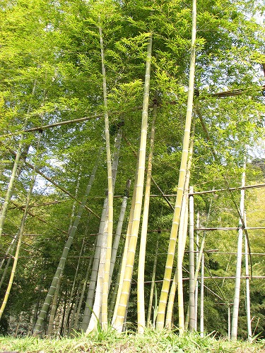 仙巌園1