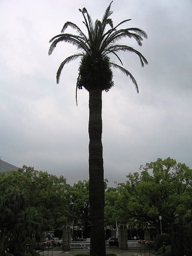 宮崎県庁5
