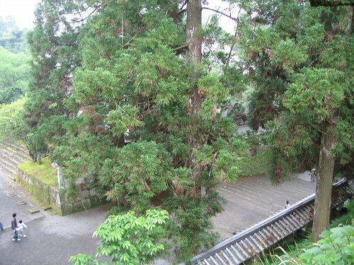 飫肥城9