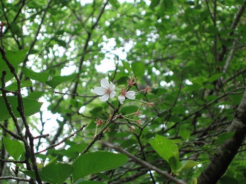 飫肥城10