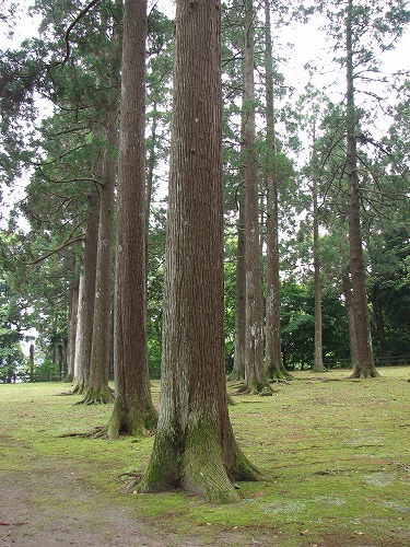 飫肥城16