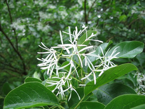 飫肥城1