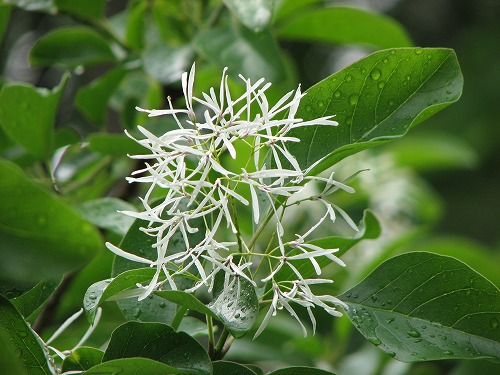 飫肥城4