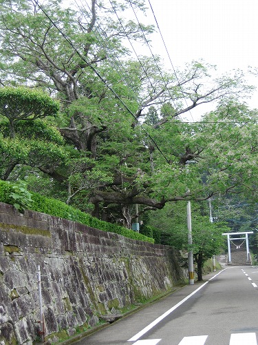 飫肥10