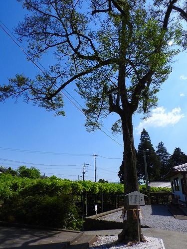 藤の西寒田神社13