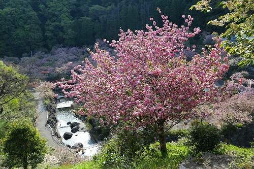 一心寺の桜6